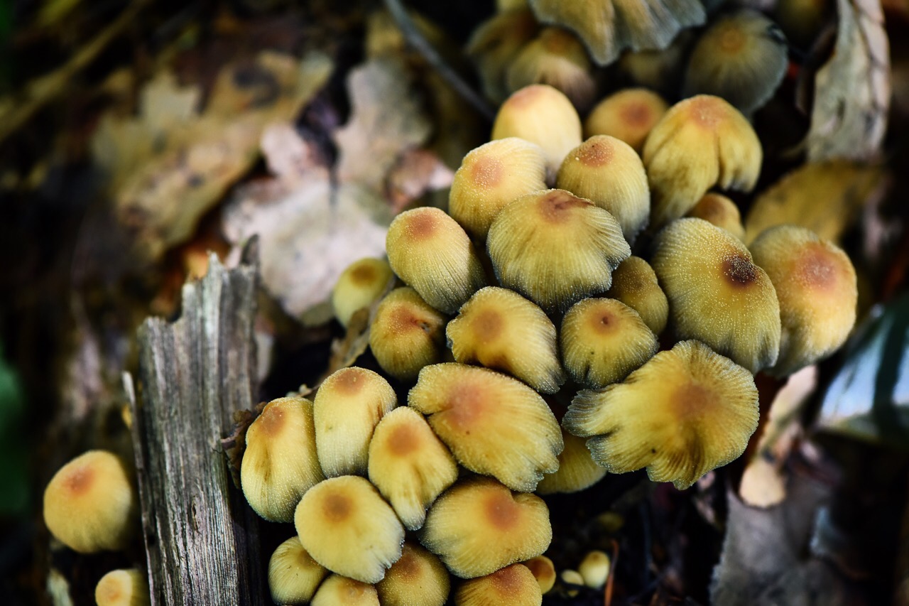 キララタケ キララ はキラキラ輝く鉱物 雲母 から来ていますキララタケの傘にある鱗片が名前の由来幼菌ならば食べられるという説もあるそうですが基本は毒キノコ酒との相性が悪く悪酔いするそうです夏から秋にかけての広葉樹や倒木 切り株に発生する湿気がなくなると