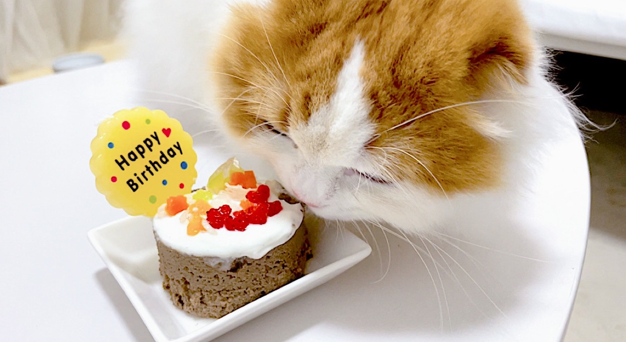 猫用ケーキ1歳のお誕生日 Lalapo Snapdish スナップディッシュ Id B8t4qa